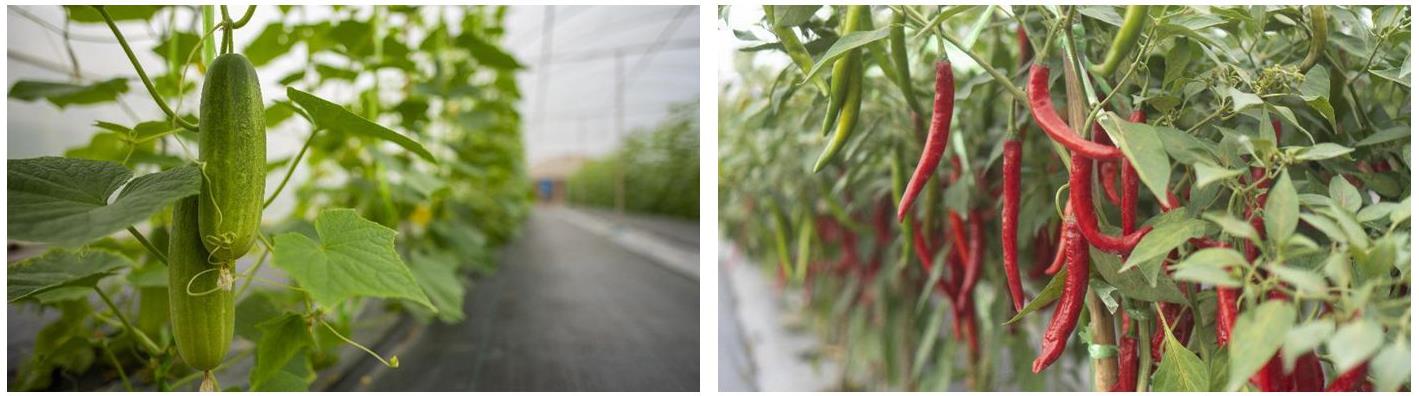 7ca5ee.jpg 7ca5ee.jpg